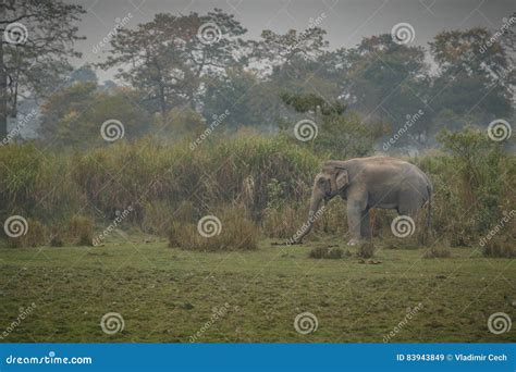 Nice Indian Elephant In The Nature Habitat Of Kaziranga National Park ...