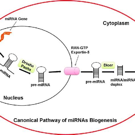 Noncanonical Pathway Of Mirnas Biogenesis In Noncanonical Pathway Of