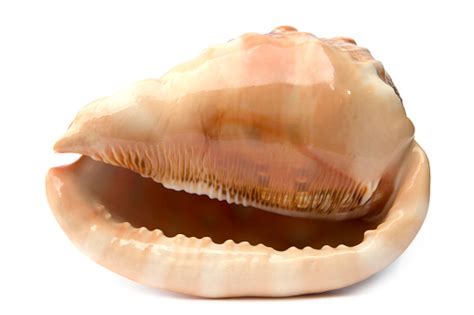 Closeup Of A Shiny Beige Conch Shell On A White Background Stock Photo