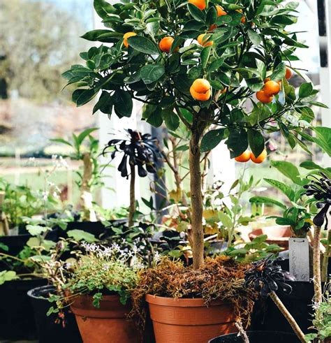 Mandarin orange, a tree with tasty easy-to-peel citrus fruits