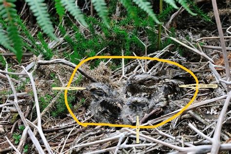 Solve Answer To Yesterday S Find Em Puzzle With Nightjar