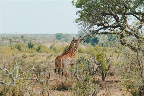 Safári no Kruger Park o guia definitivo que você estava esperando