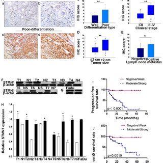 Knockdown Of STMN1 Inhibits Proliferation And Migration Of FaDu Cells