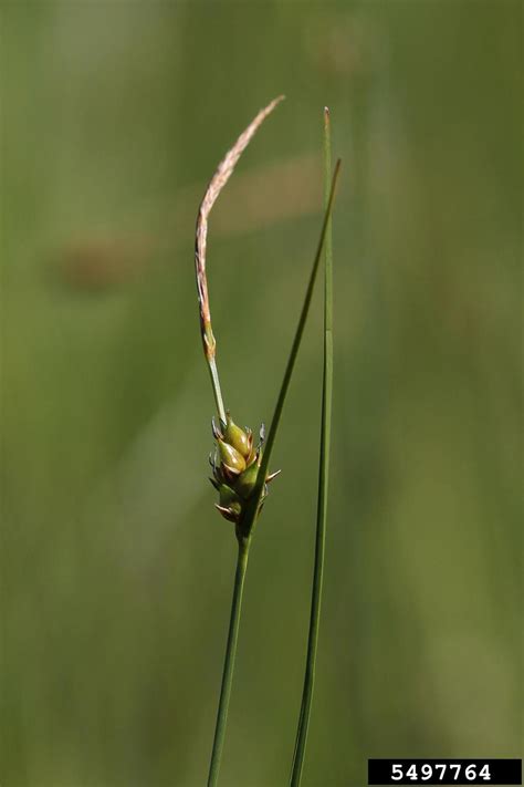 Fewseed Sedge Carex Oligosperma