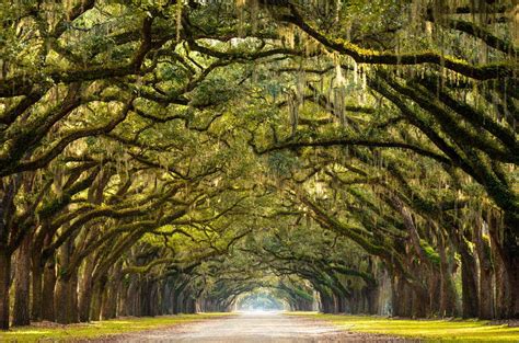 25 Best Things to Do in Savannah (Georgia) in 2023 - The Crazy Tourist