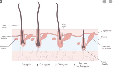 Applying The Shr Technique Properly To Remove Hair Mike Murphy S Blog