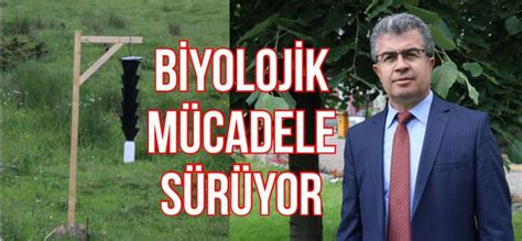 Orman zararlıları ile mücadele ediliyor Bolu Gündem