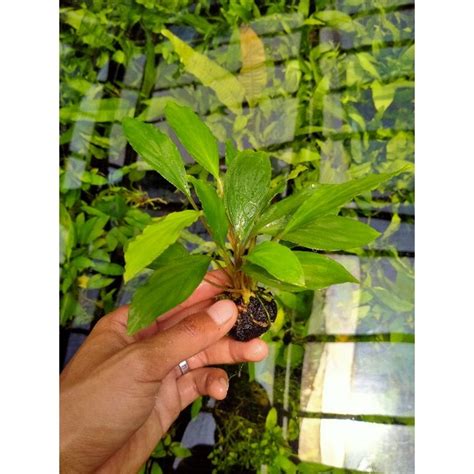 Jual Anubias Sp Green Media Wabikusa Hiasan Aquarium Tanaman