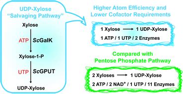 Substrate Promiscuities Of A Bacterial Galactokinase And A Glucose 1