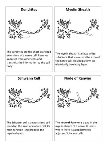 Myelinated Neuron: Create a Labelled Diagram | Teaching Resources