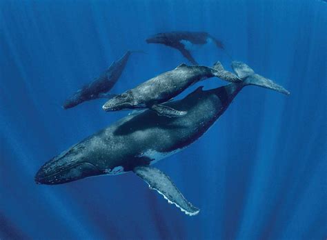 Secretos De Las Ballenas National Geographic M Xico Everand