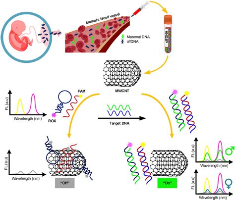 Early Fetal Sex Determination Using A Fluorescent Dna Nanosensing Platform Capable Of