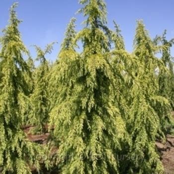 Cedrus Deodara Pendula Silver Silver Weeping Deodar Cedar From Garden