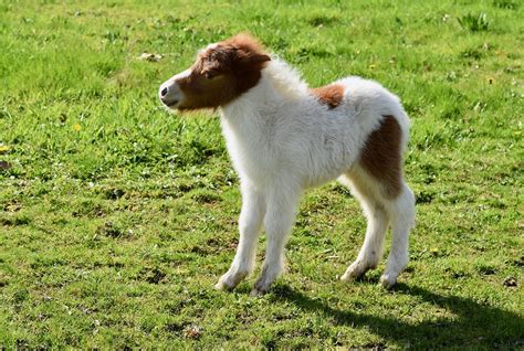 Shetland Pony Kleines Pferd Pferde Kostenloses Foto Auf Pixabay