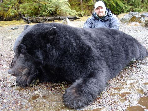 Biggest Black Bear In The World