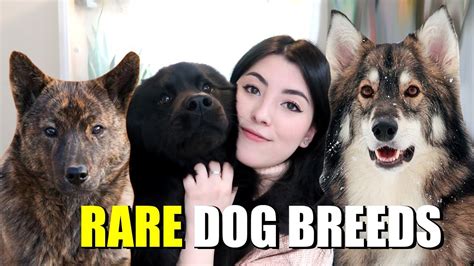 10 Rare Dog Breeds Youve Probably Never Heard Of Youtube