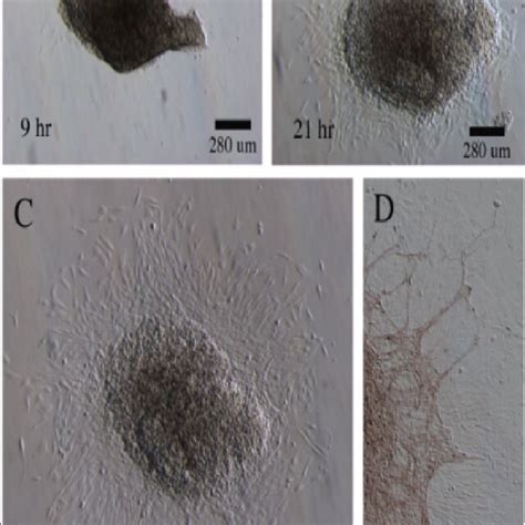 Dorsal Root Ganglion Developing In Culture Differential Interference