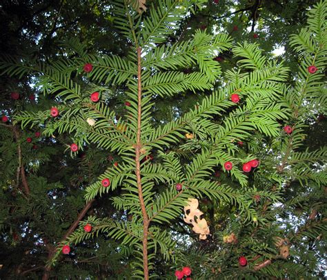 Yew Berries | Naturally