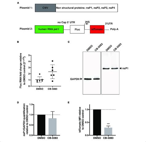 Vcp Is Essential For Chikv Replicase Activity Hek T Cells Were