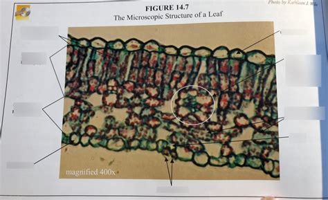 Microscopic Structure of a Leaf Diagram | Quizlet