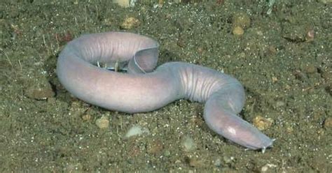 Hagfish Face