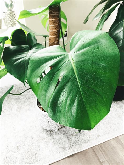 How To Increase Humidity For Houseplants - Botanical Brunette