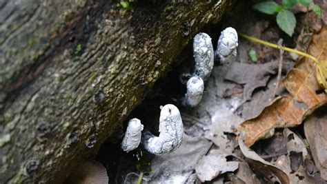 "Dead Man’s Fingers" is the Fungus of Our Nightmares - Nerdist