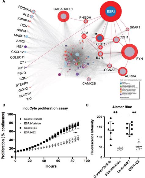 Estrogen Receptor 1 Inhibition Of Wntβ Catenin Signaling Contributes To Sex Differences In