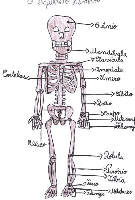 Imagens Do Esqueleto Humano