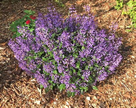 Cutting Lavender Flowers - Lavender Plant