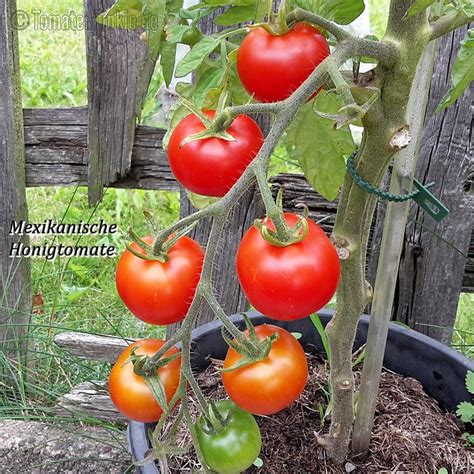 Mexikanische Honigtomate Sortenbeschreibung