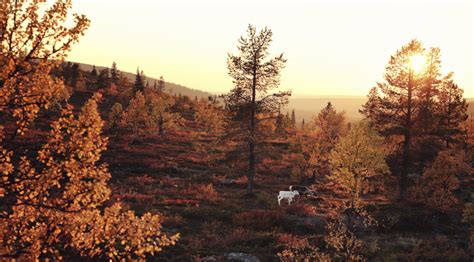 3 Autumn Hiking Destinations in Lapland - Gofinland Blog