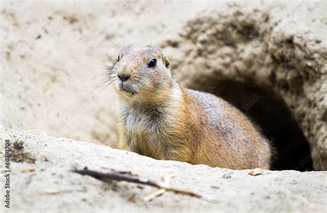 Prairie dog coming out from burrow Stock Photo | Adobe Stock