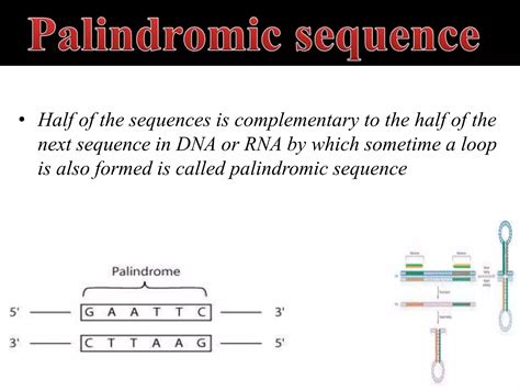 Types Of Restriction Enzymes Ppt