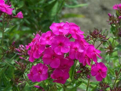 Pink Garden Phlox Phlox Hot September Pink Love Your Garden