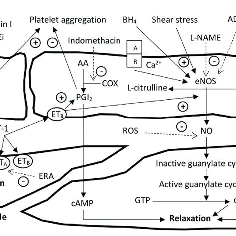 Major Signaling Pathways Involved In Endothelial And Vascular Smooth Download Scientific