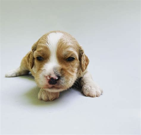 Available Cavadoodle Puppies - Maple Hill Doodles