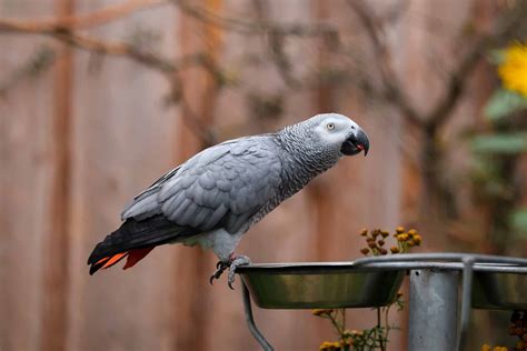 Des Esp Ces D Oiseaux Sont Au Bord De L Extinction Ce Que Cela