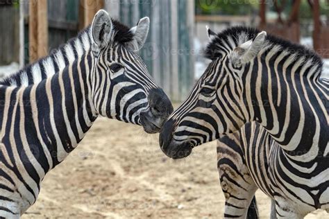 Zebras in the zoo 18809460 Stock Photo at Vecteezy