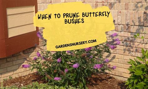 How To Deadhead Butterfly Bushes A Comprehensive Guide My Heart Lives Here