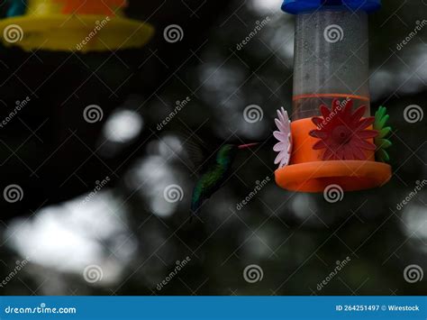 Closeup of a Hummingbird Drinking Water from a Drinking Fountain Stock ...