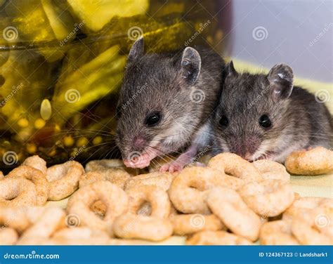 Two Adorable Juvenile House Mice One Washing His Face Stock Image