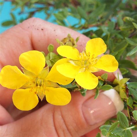 E Bonsai Outdoor Bonsai Potentilla Fruticosa Goldfinger