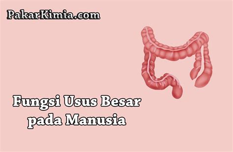 Fungsi Usus Besar Pada Sistem Pencernaan Manusia Adalah Homecare24