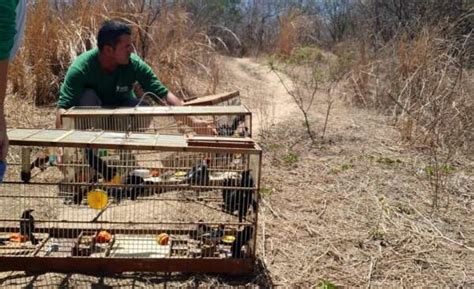 Semace Realiza A Soltura De Dezenas De Animais Silvestres Na Regi O