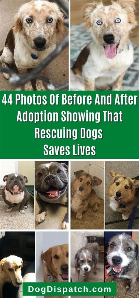 44 Photos Of Before And After Adoption Showing That Rescuing Dogs Saves ...