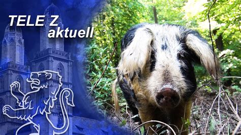 Tele Z Aktuell Beitrag Zollikon Wie Schweine Gegen Invasive