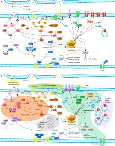 Synaptic Translation And Signaling Pathways Modulated By FMRP A And