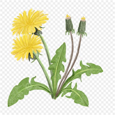 Yellow Dandelions PNG Vector PSD And Clipart With Transparent