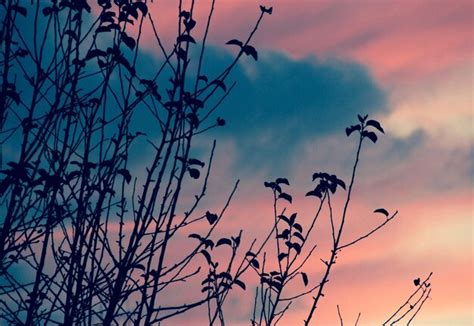 Premium Photo Silhouette Of Bare Tree Against Cloudy Sky